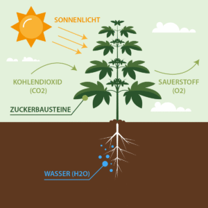 Beleuchtung F r Cannabis Anbau Das Sollte Man Beachten beleuchtung-f-r-cannabis-anbau-das-sollte-man-beachten