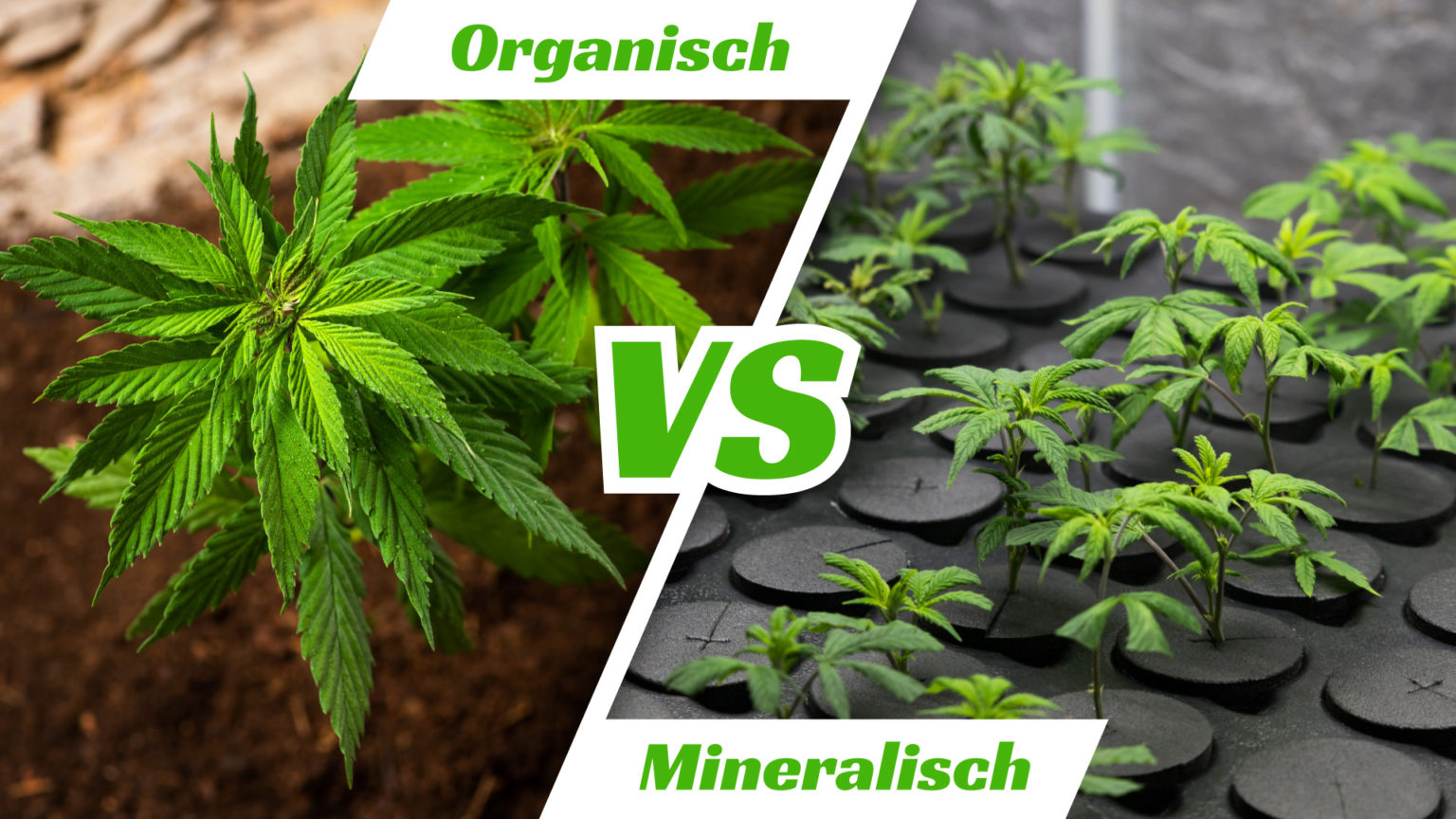 Erstklassiges Hasch herstellen - so geht es richtig | CannabisAnbauen.net
